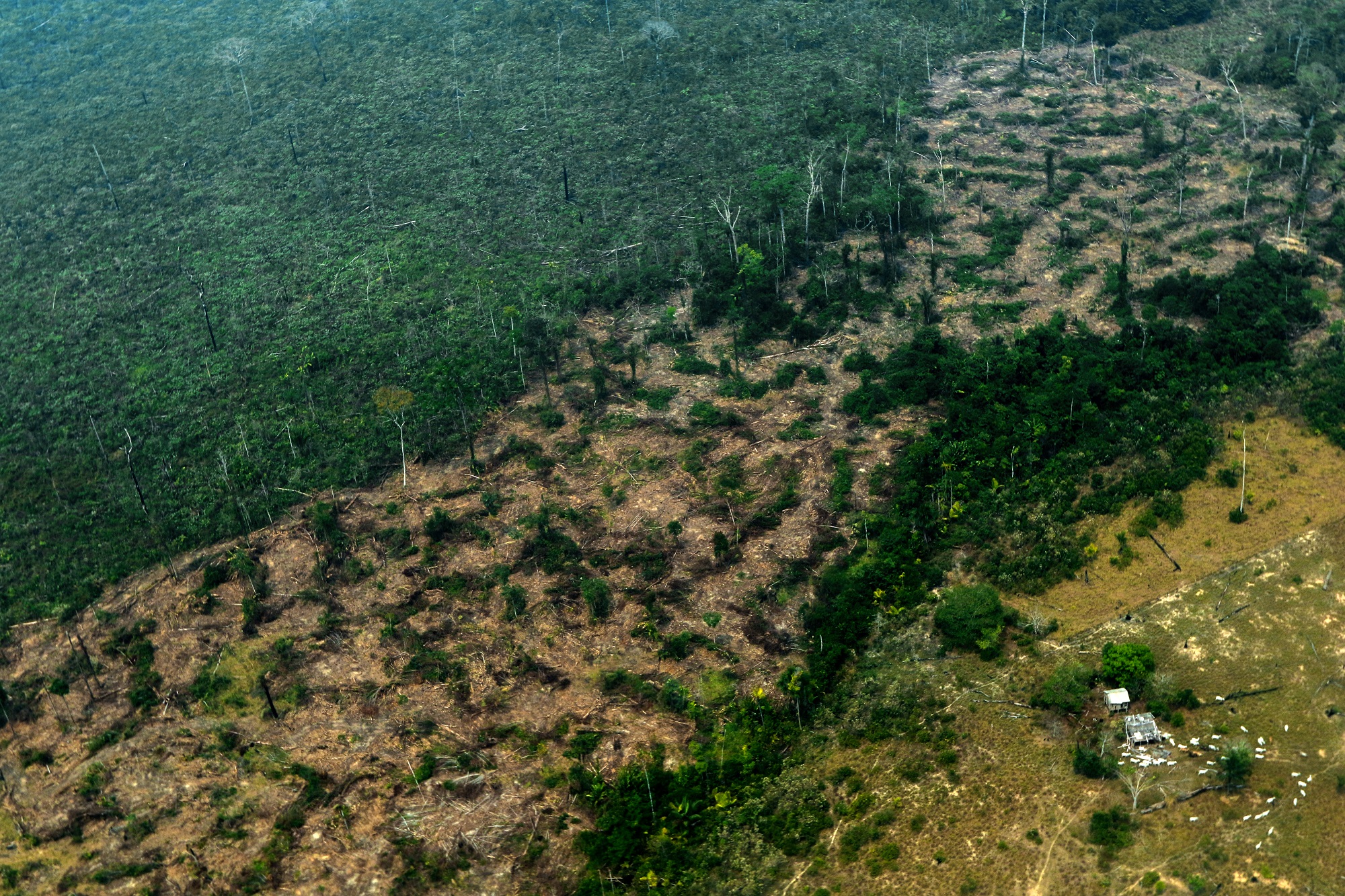 Ministro brasilero se defiende con garras ante acusaciones contra su país por quema de la Amazonía