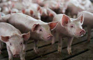 China excluirá soja y cerdo de aranceles adicionales a productos EEUU
