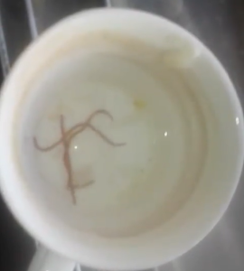 ¡ASCO! Hidrocapital le envía agua con LOMBRICES a los caraqueños (VIDEO)