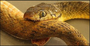Delta Amacuro: joven indígena murió mordida por una serpiente tras falta de suero antiofídico