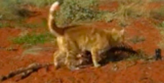 El gato tardó semanas en comerse todo el canguro (Imagen: Emma Spencer). 