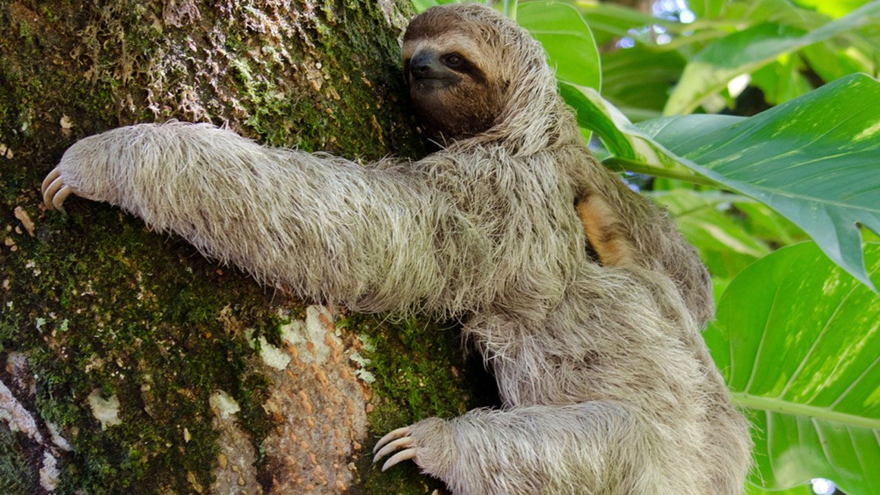 ¡WTF! Detienen a cazador que se comía genitales de perezosos para aumentar su potencia sexual