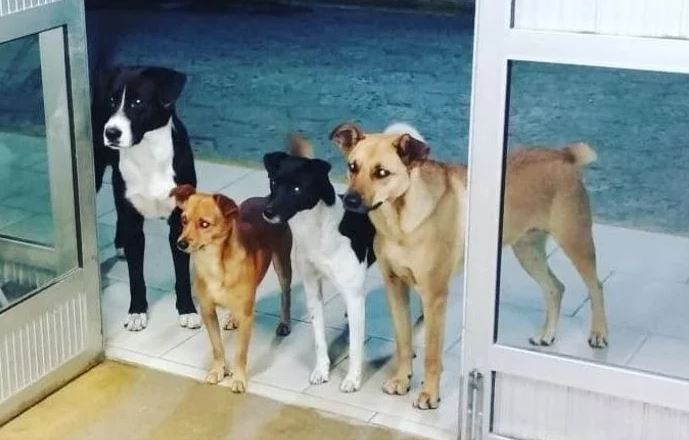 ¡Una ternura! Perritos esperaron en la puerta del hospital a su dueño enfermo