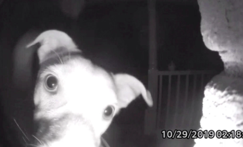 Este perro tocó el timbre a las 2 a.m. tras quedarse fuera de la casa (video)