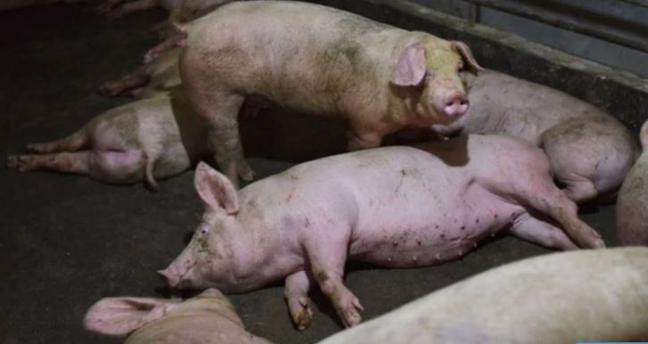 China detectó su primer brote de peste porcina africana
