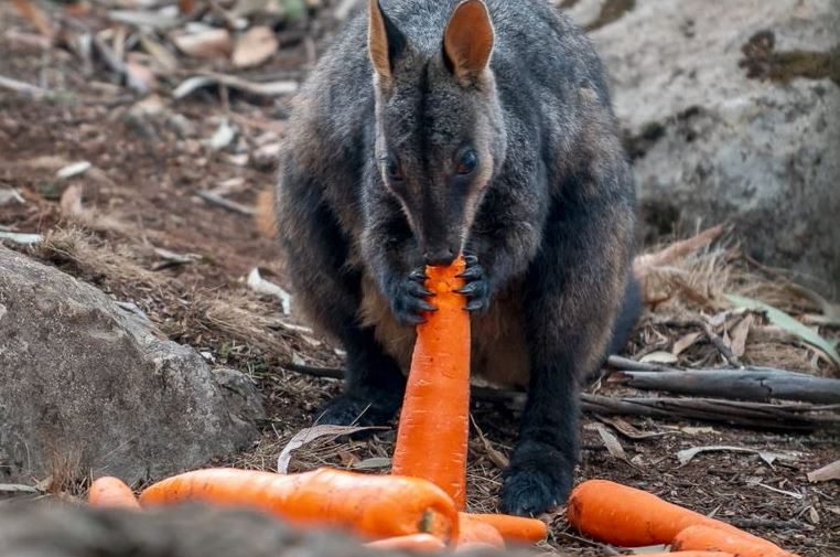 Así alimentaron a más de mil millones de animales desde un helicóptero en Australia (Video)