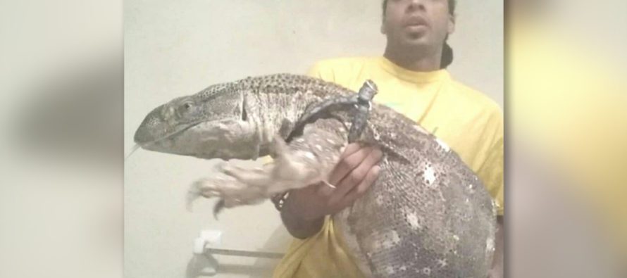 Hombre de Florida se declara culpable de contrabandear lagartos de monitores de agua desde Filipinas