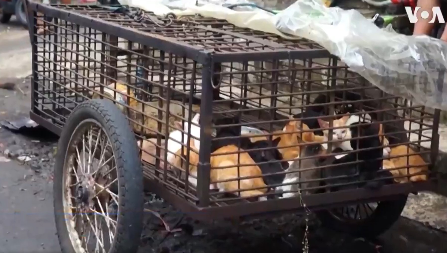 En Indonesia cocinan murciélagos, culebras y gatos sin temor al coronavirus (Video Sensible)