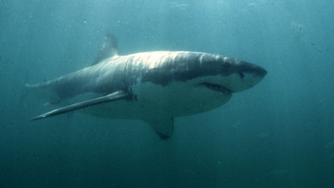 Graban a un tiburón de casi 4 metros frente a una playa española (VIDEO)