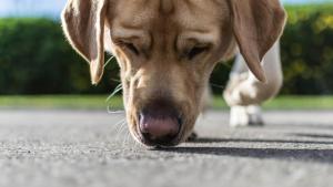 Investigadores británicos entrenan a perros para detectar el coronavirus