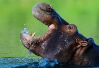 Los hipopótamos responden con menos agresividad a sus “vecinos”, según nuevo estudio