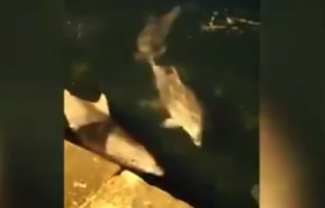 EN VIDEO: Delfines se divierten en las costas de Estambul tras la reducción del tráfico marítimo