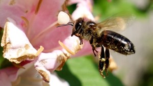 El pánico por los avispones asiáticos “asesinos” lleva a la matanza de abejas en EEUU