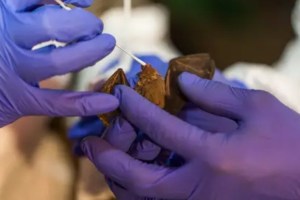 Una enfermedad bacteriana vinculada a los murciélagos está siendo estudiada en Nueva Caledonia