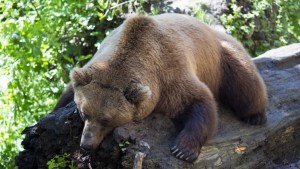 Filman por primera vez en 150 años a un oso pardo en el noroeste de España