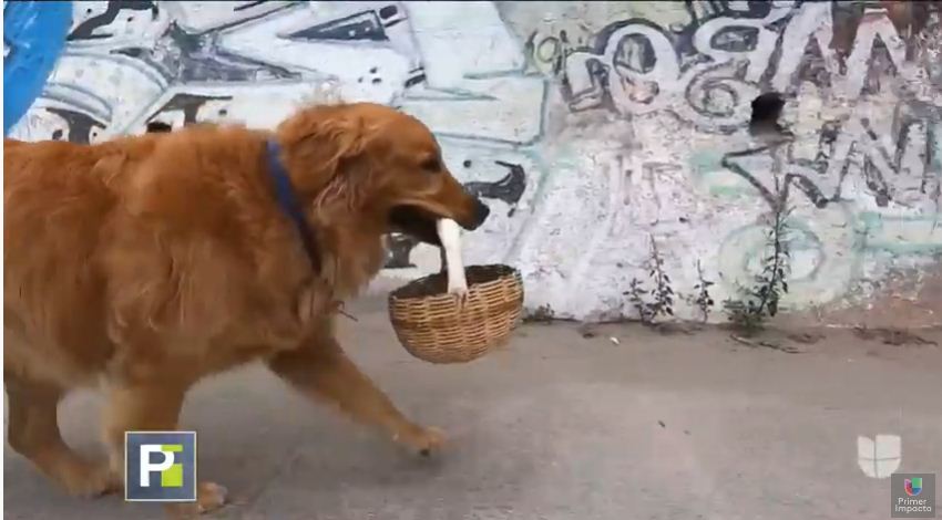 ¡Cumple el distanciamiento! Zeus, el perro que se adaptó a la pandemia para llevar comida (VIDEO)