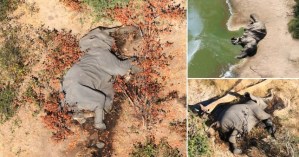 Las misteriosas muertes de elefantes en África superan las 350