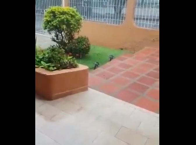 EN VIDEO: Habitantes de Valencia fueron sorprendidos por la caída de granizo este #29Jul (Video)