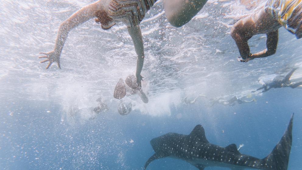¡Qué susto! Niño de 11 años terminó mordido por un tiburón en una playa de Florida