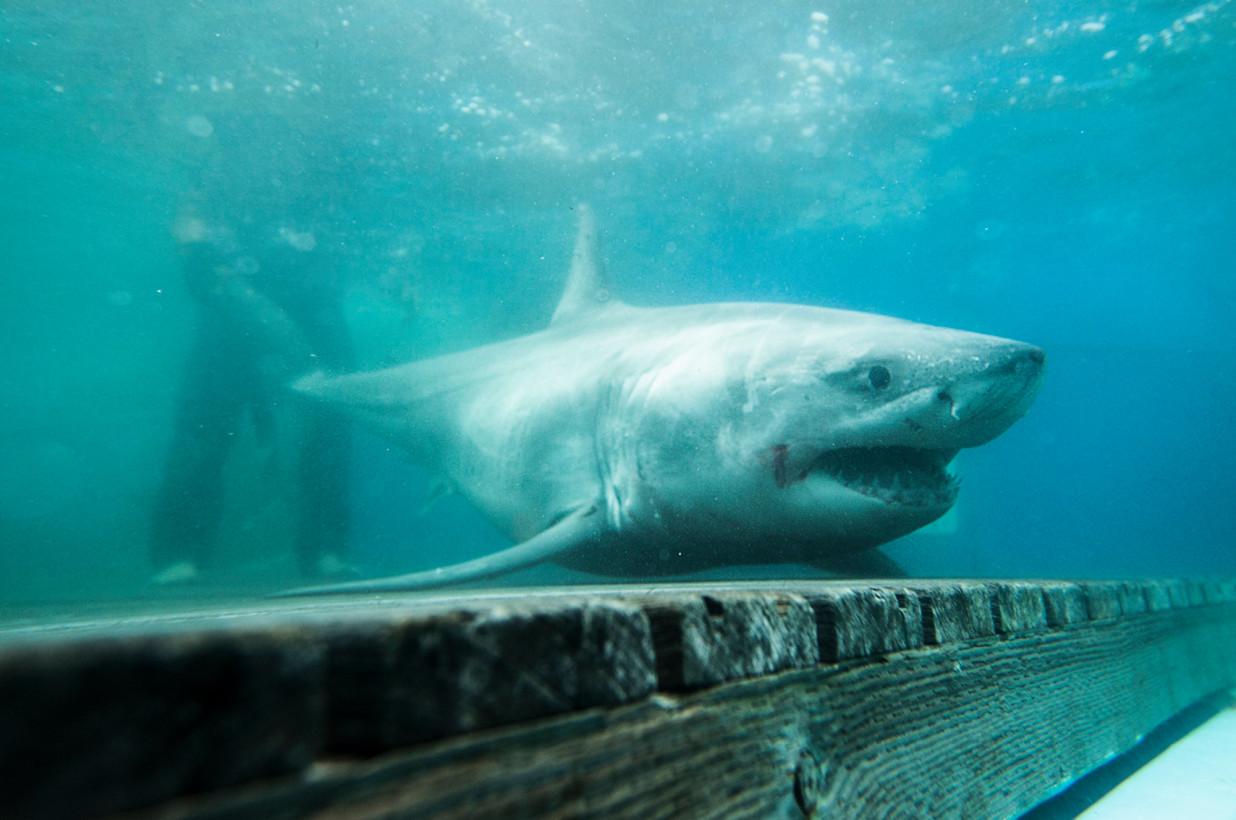 Grandes tiburones blancos acechan en las playas del área de Nueva York