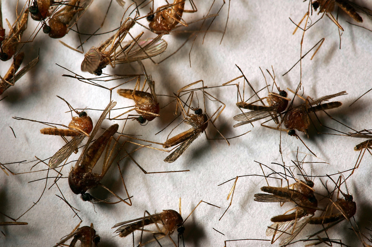 Detectaron peligrosos mosquitos con el virus del Nilo Occidente en El Bronx y Staten Island