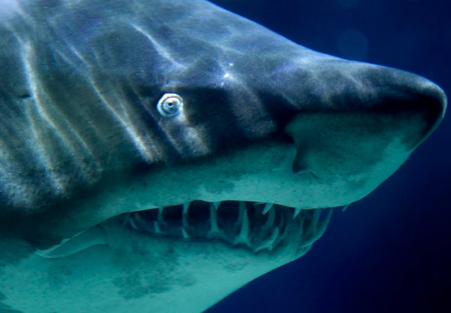 El ATERRADOR momento en el que un tiburón casi le arranca el brazo a un pescador (VIDEO)