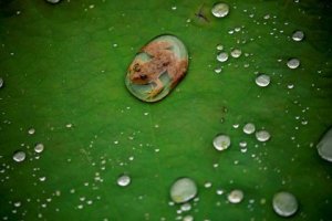 Investigadores detectan en Chile una rana desaparecida por décadas