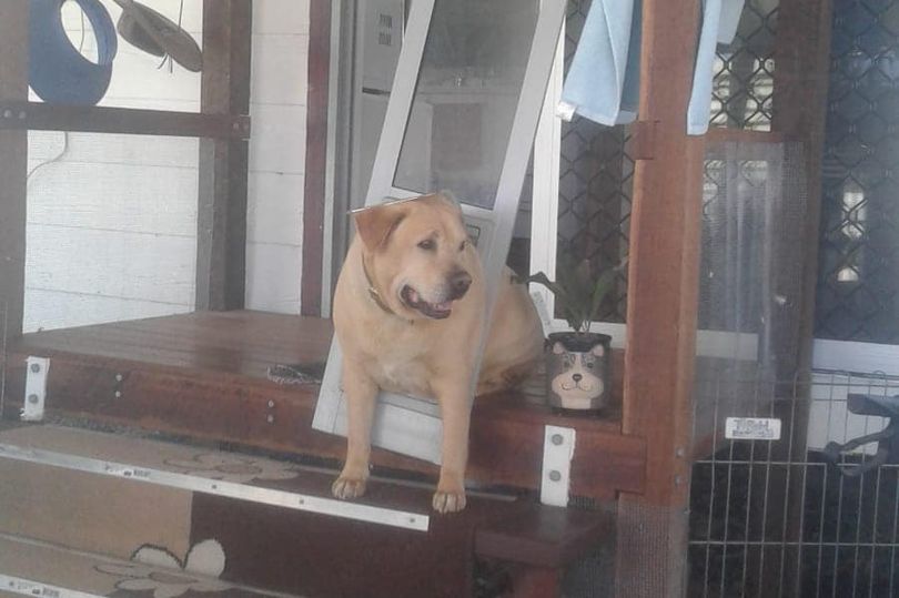 Perro gordito se pone a dieta después de quedar graciosamente atorado en la puerta para mascotas (FOTOS)