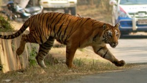 En la India están tras la pista de un tigre que ya ha matado a ocho personas