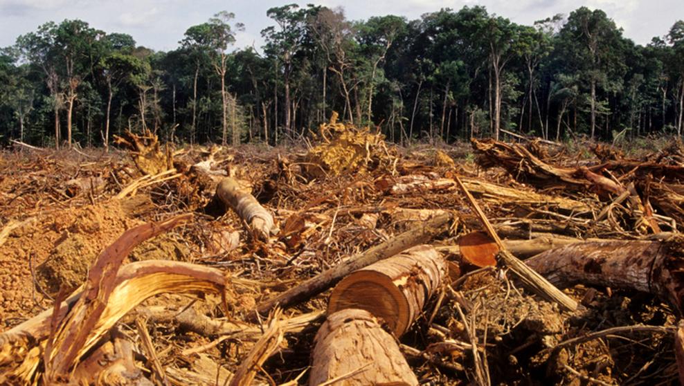 La Amazonia brasileña registró nuevo récord de deforestación