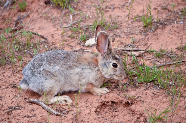 Funcionarios de Utah advierten sobre el virus mortal que amenaza a los conejos