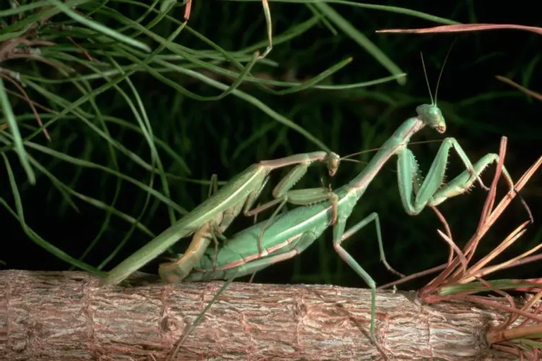 Descubrieron la astuta estrategia que desarrolló un insecto macho para evitar que las hembras lo decapiten después del sexo
