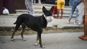 Alarma en Canadá: Afirman que un “coronavirus canino” está detrás de un brote de tos de las perreras