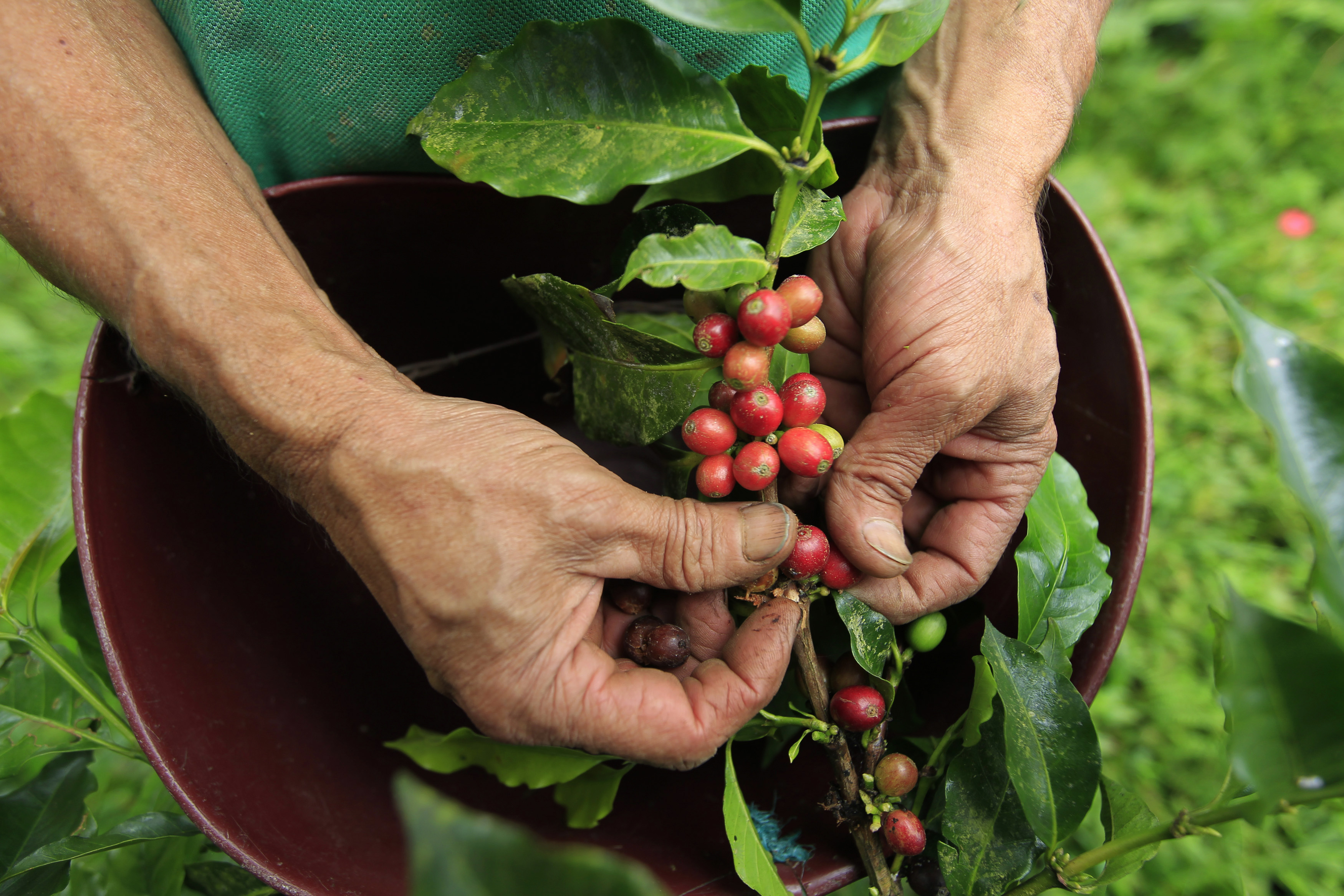 Las protestas retrasan los envíos de café de Colombia a EEUU