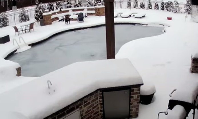 El momento en el que una mujer logra rescatar a su perro de una piscina helada (VIDEO)