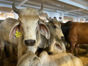 Fedenaga denunció ante el fiscal de Maduro irregularidades en denuncias contra el robo de ganado
