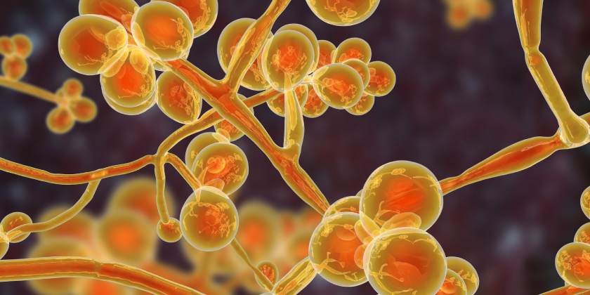 Descubren las diferencias de infección de los hongos que causan candidiasis