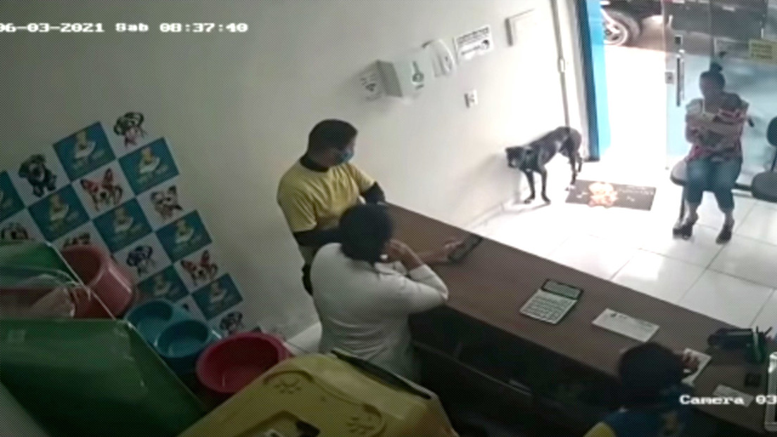 Un perro entró en clínica veterinaria y mostró su pata lesionada para “pedir ayuda” (Video)