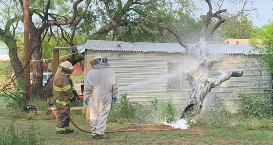 En pocos días de diferencia, dos hombres murieron tras enfrentarse con abejas asesinas