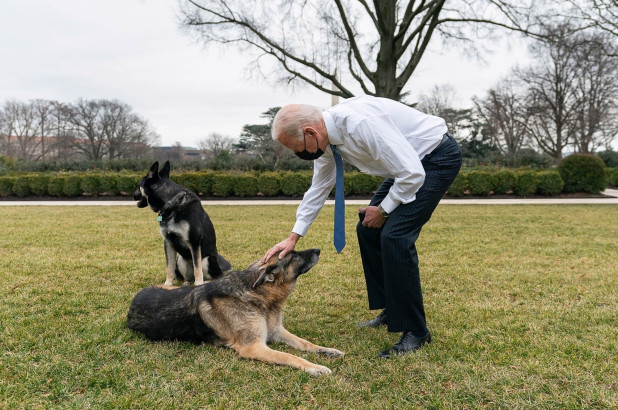 Biden y la primera dama anunciaron que llevarán un gato a la Casa Blanca