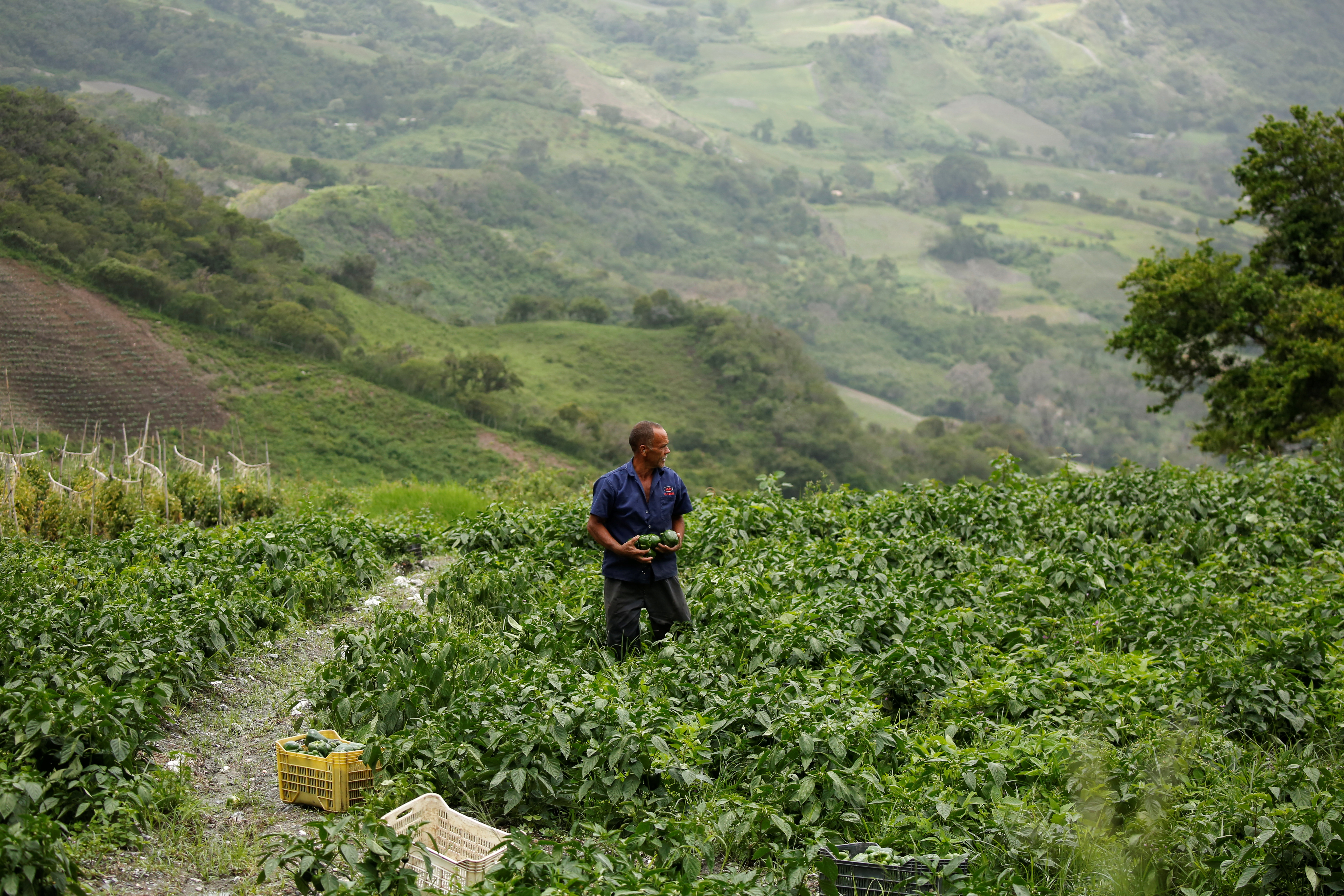Piden contener propagación de hongo en fincas de Aragua, Carabobo y Cojedes