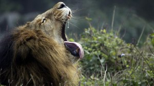 Ocho leones dan positivo para Covid-19 en un zoológico de la India