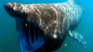 El enorme tiburón que aterrorizó a los pasajeros de un barco (VIDEO)