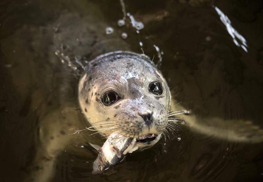 Investiga la muerte de 170 focas de una especie amenazada en Rusia