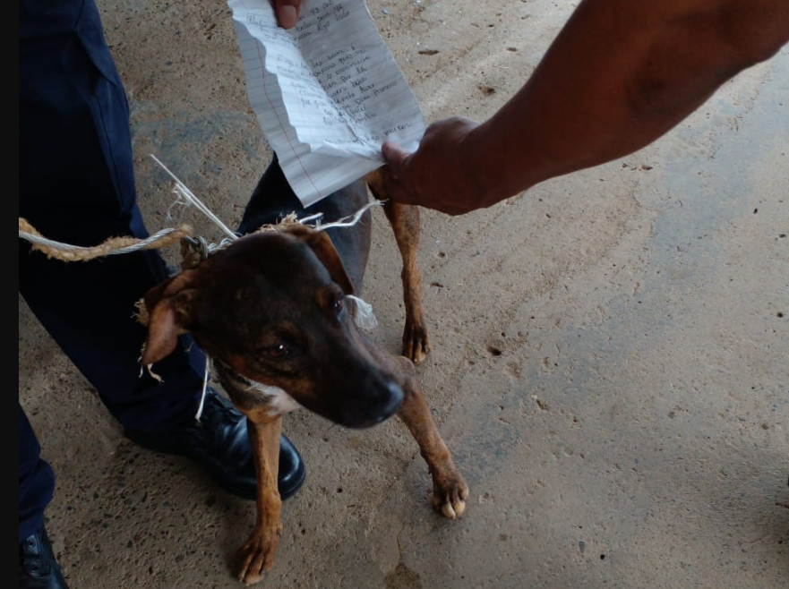 Capturaron a “perro cartero” que intercambiaba correspondencia entre presos panameños