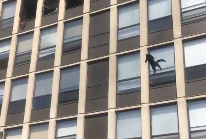 Gata saltó desde la ventana de un quinto piso para escapar de un incendio en Chicago (Video)