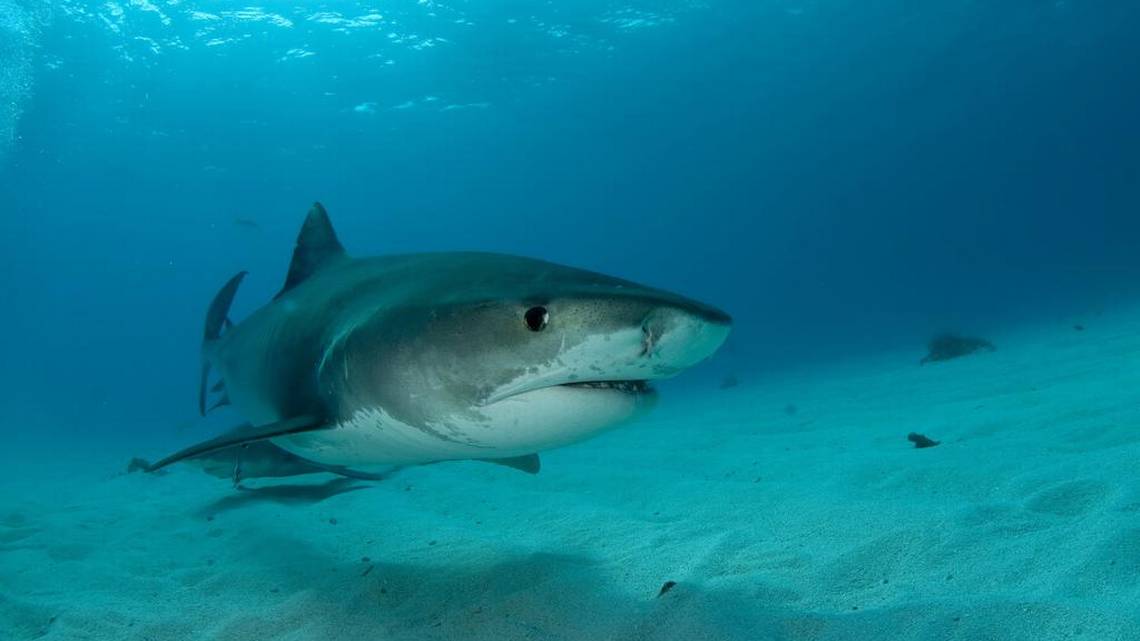 Reportan dos ataques de tiburones a un niño y a un hombre en playas de Florida