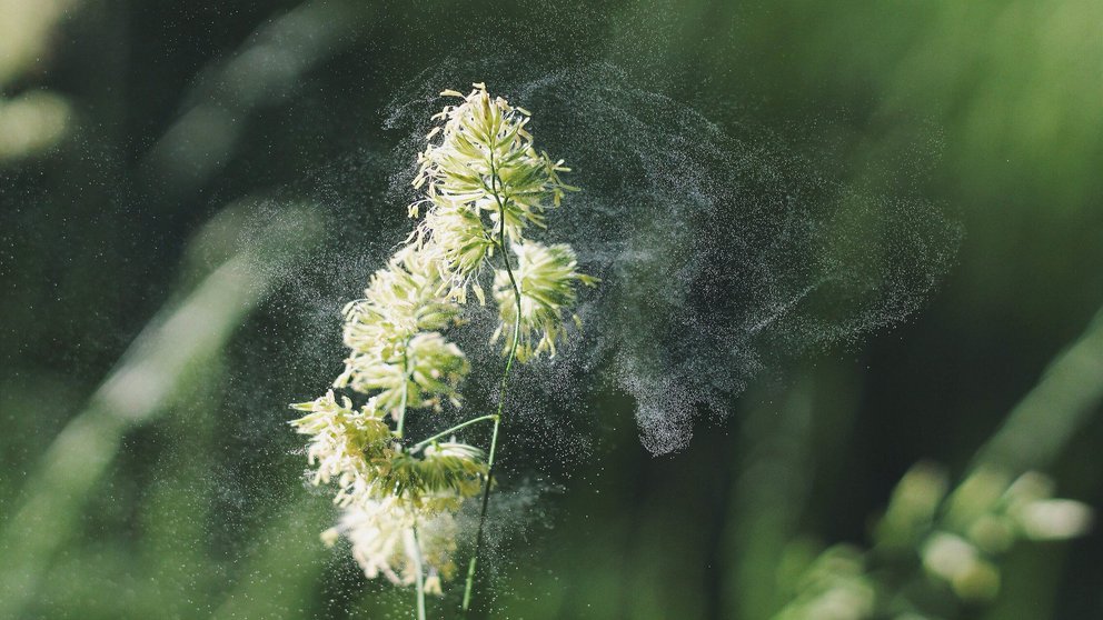 Un estudio comprueba que el polen transporta el coronavirus por el aire
