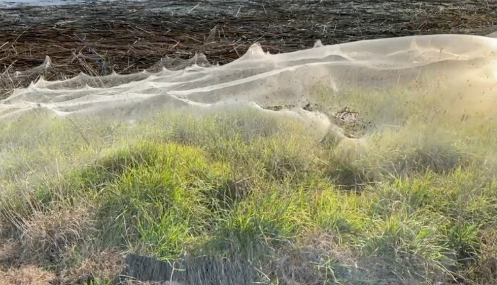 Manto de telarañas cubrió una región australiana (Video)