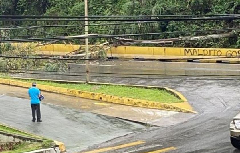 Reportaron caída de un árbol en la carretera Panamericana tras lluvias este #28Jul